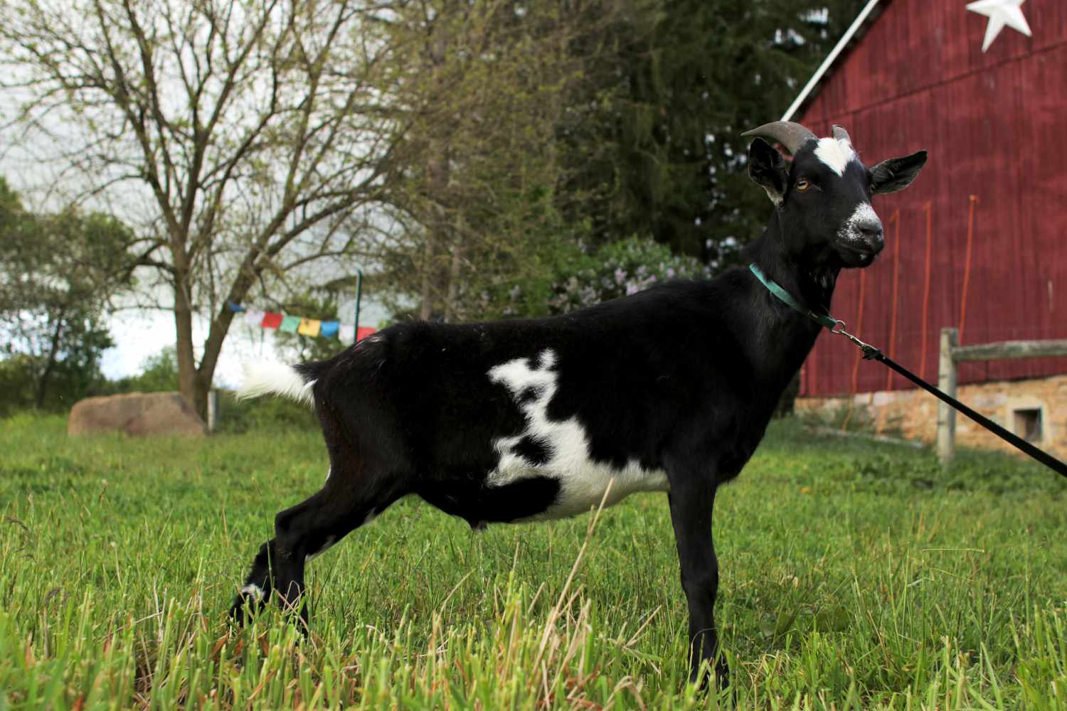 Straightforward strategies to Elevate Goats on Your Small Farm