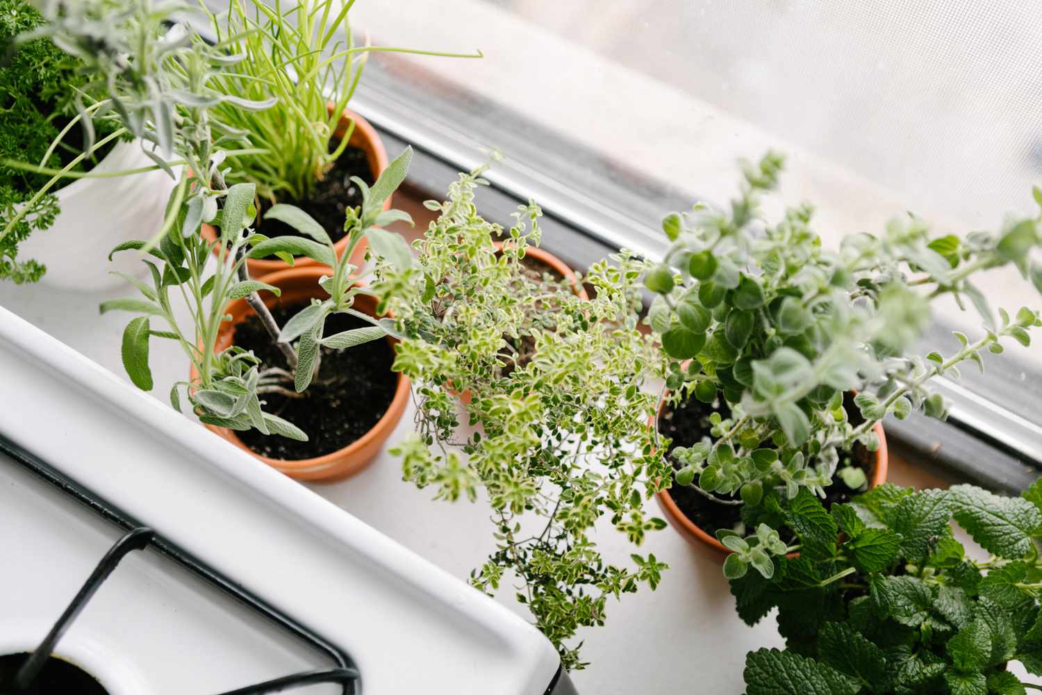 10 Best Herbs to Develop Indoors