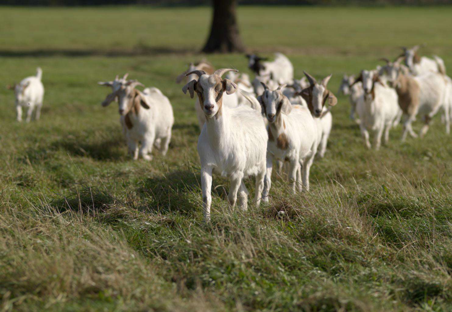 House and Fence Goats