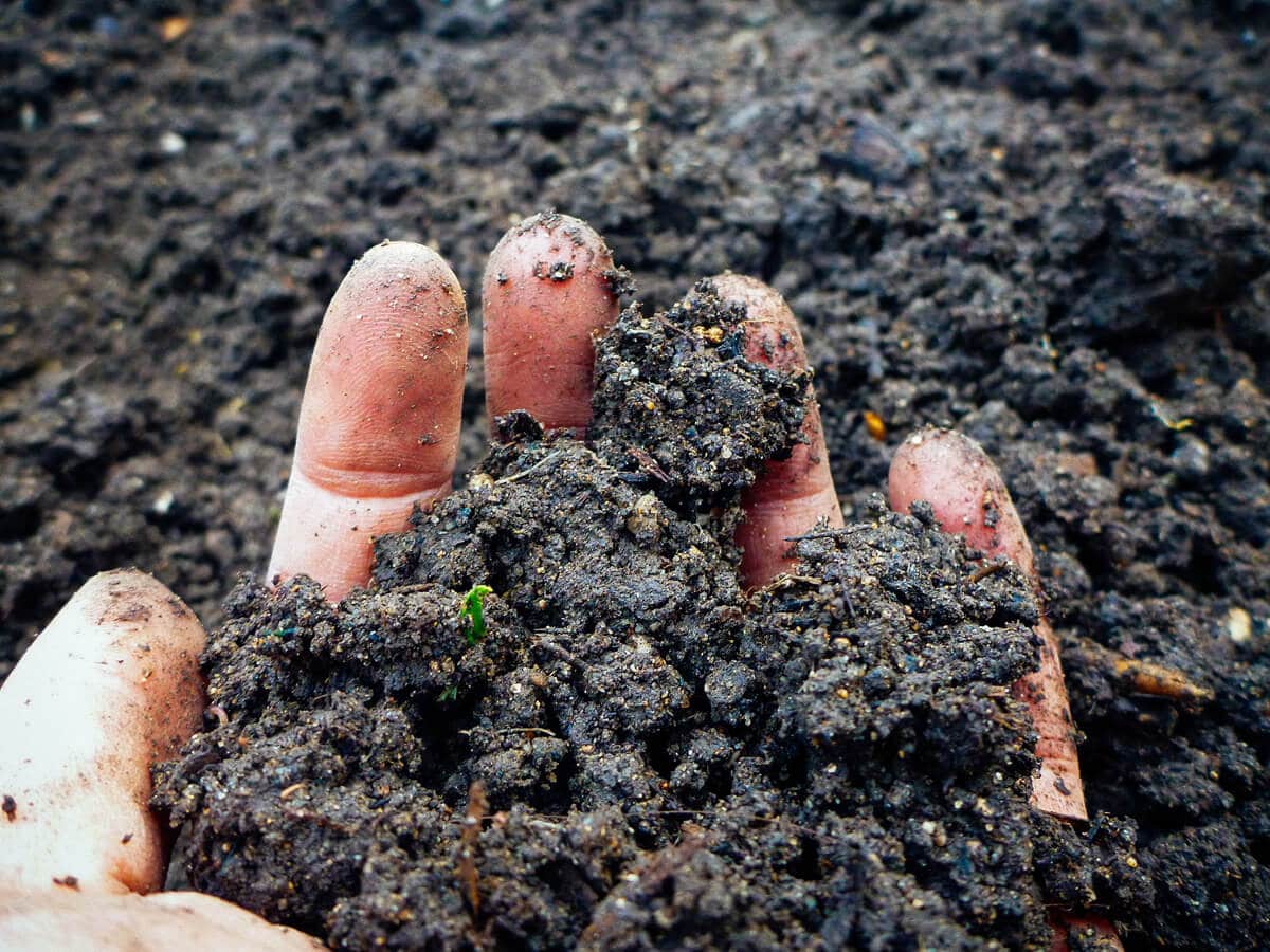 What Soil Does to Your Thoughts When You Breathe In Mycobacteria – Yard Betty