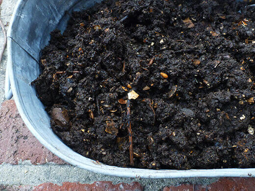 Harvesting My Worm Compost – Yard Betty