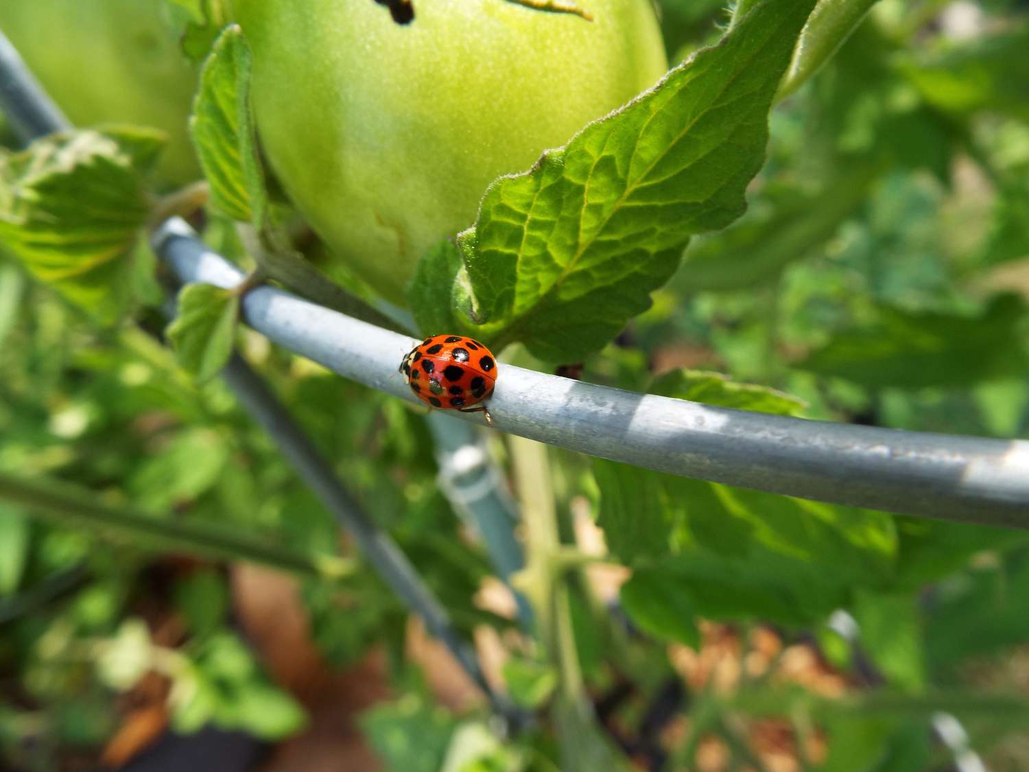 Why You Mustn’t Buy Ladybugs for Pest Administration