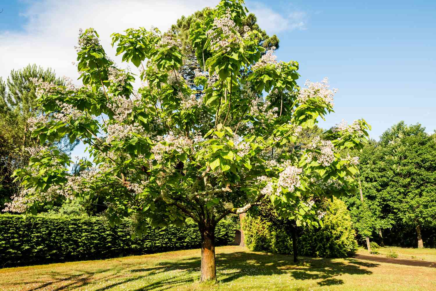 What to Know About Catalpa Bushes and Their Worms