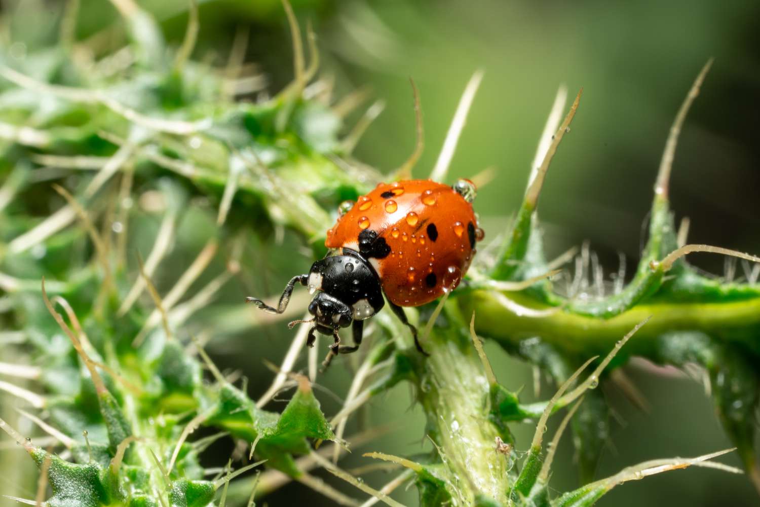 9 Beautiful Particulars About Ladybugs