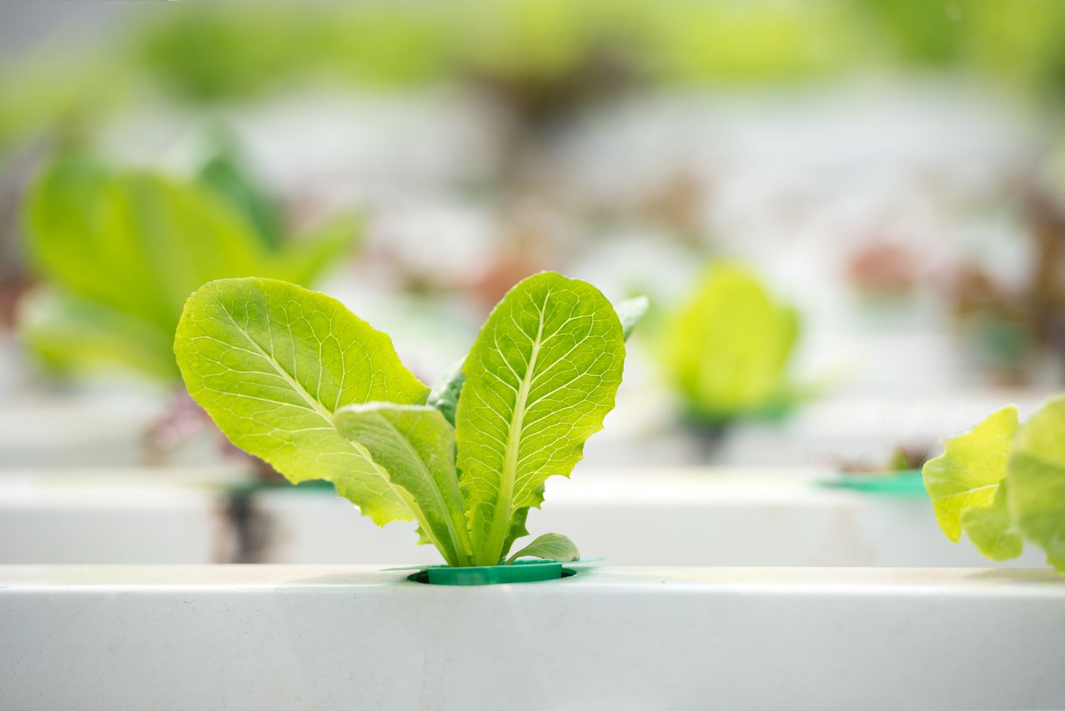 Simple strategies to Develop Hydroponic Lettuce: Plant Care Ideas