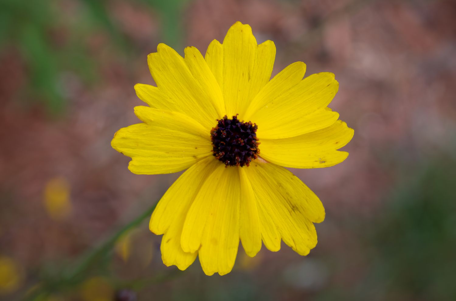 20 Native Florida Crops That Thrive in Humidity