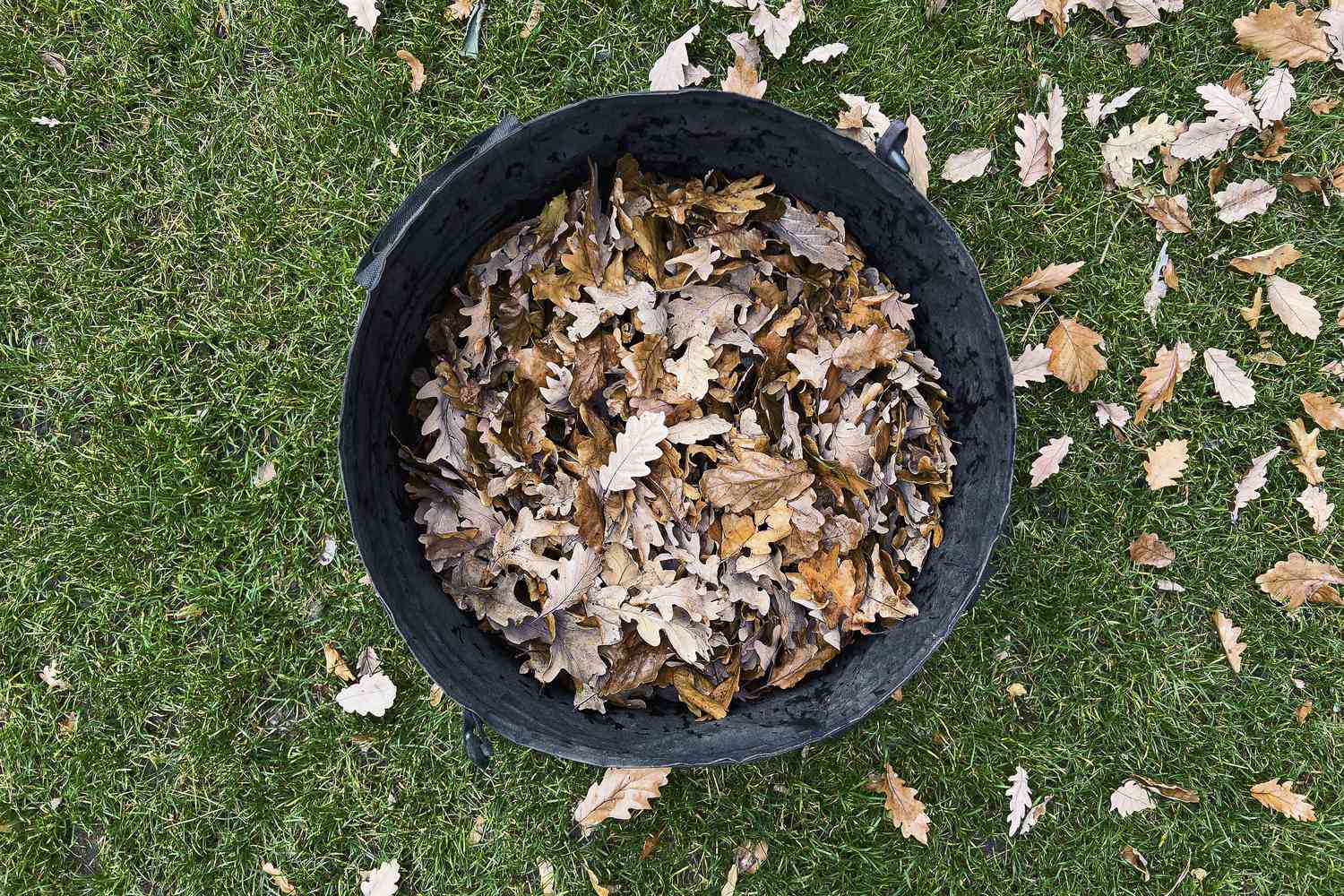 How I Use Do-it-yourself Leaf Mould in My Yard