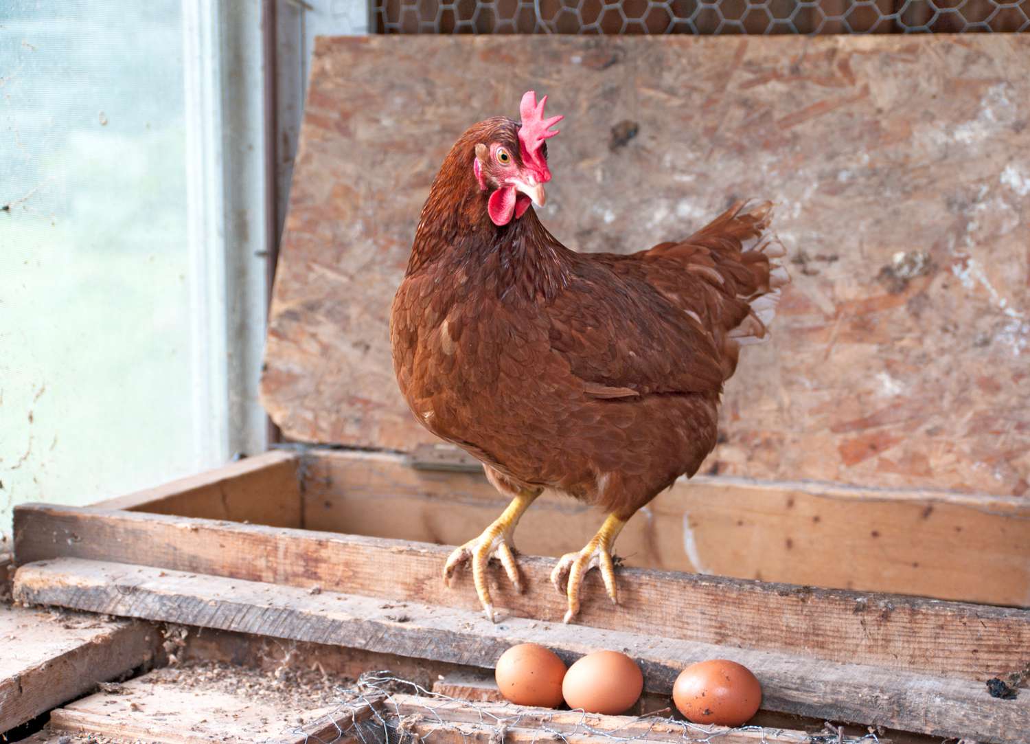 5 Inquiries to Ask Sooner than You Ship Chickens Dwelling