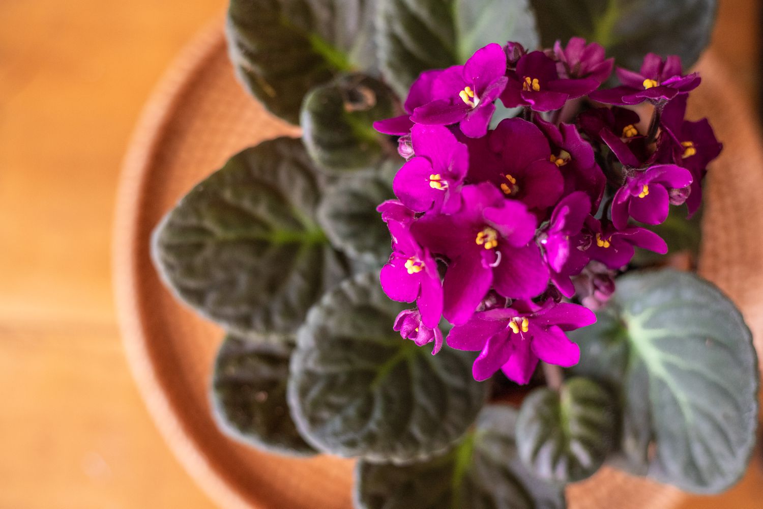 10 of the Most Gorgeous Indoor Flowering Crops