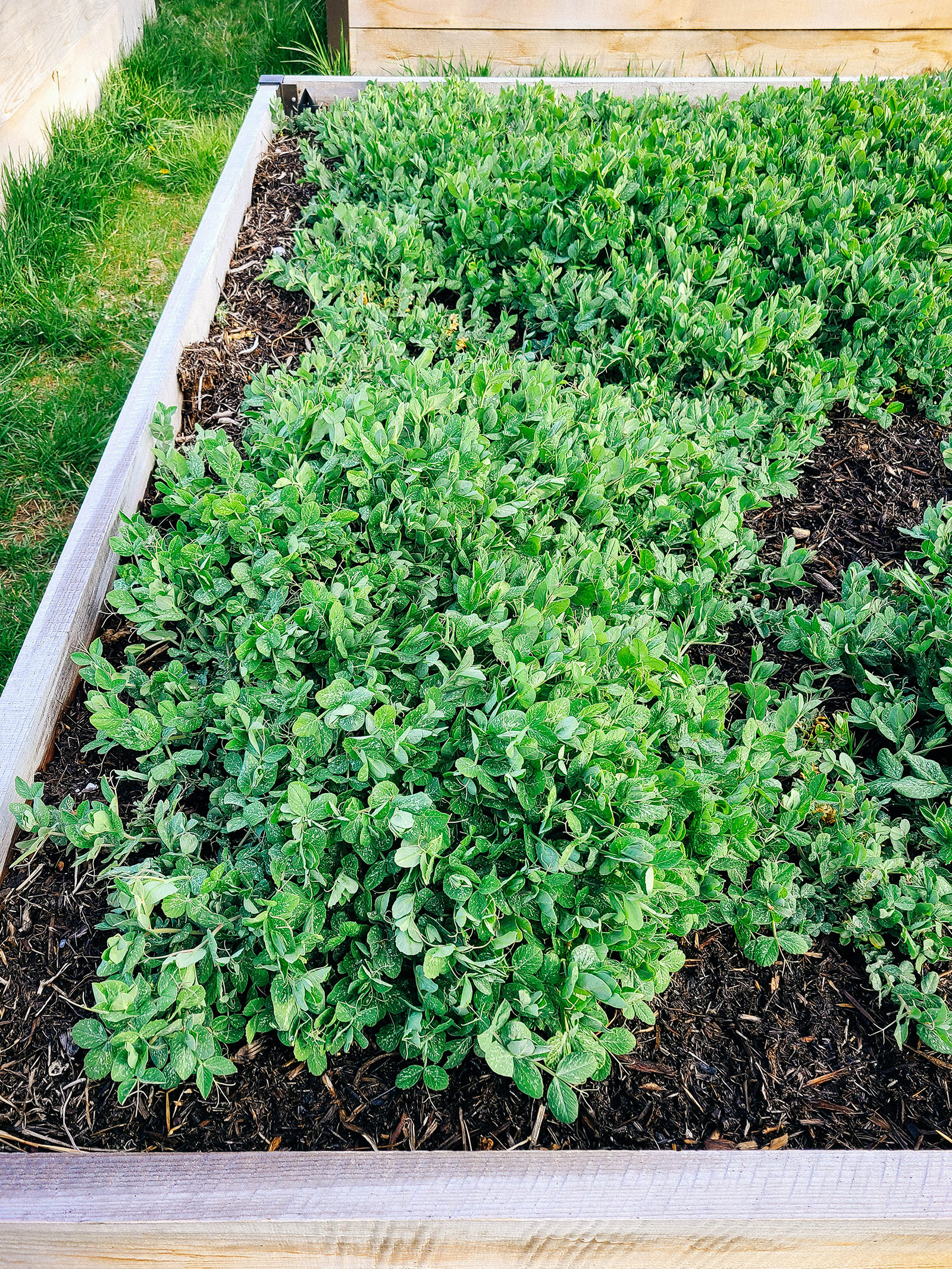 Learn to Develop Austrian Winter Peas to Improve Your Soil – Yard Betty