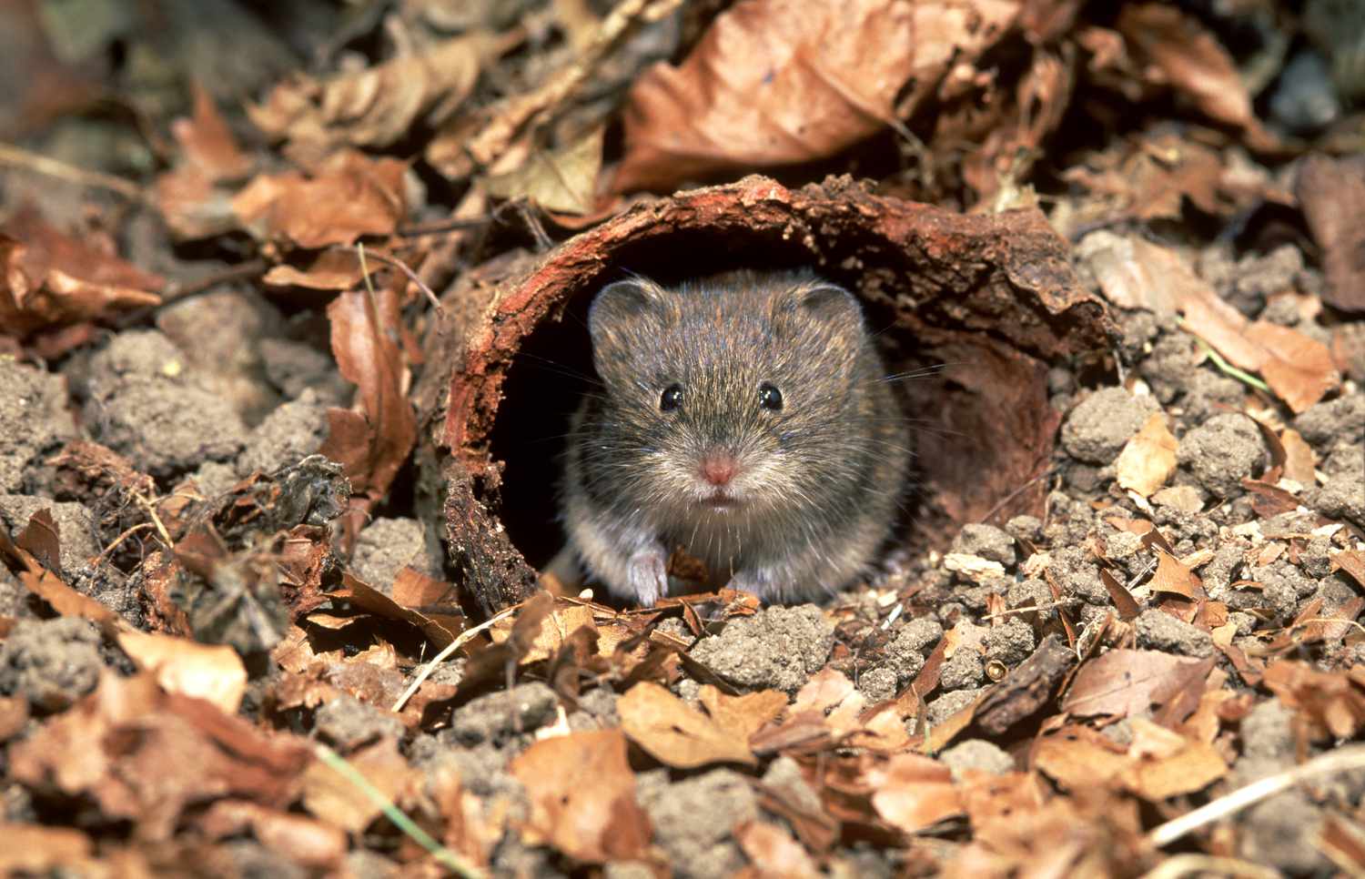 A Vole’s Place in a Yard