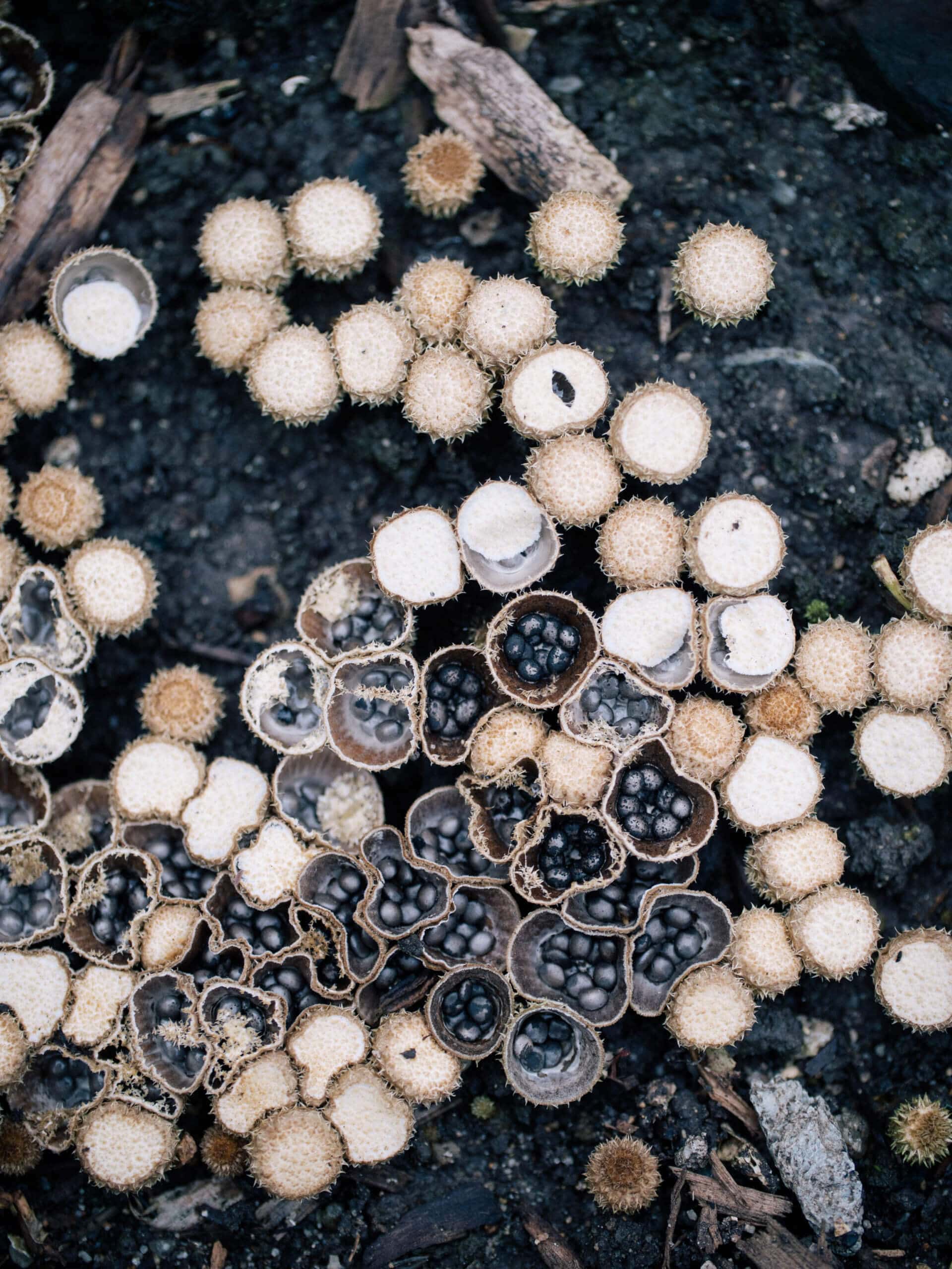 A Mushroom That Seems Like a Precise Nest – Yard Betty