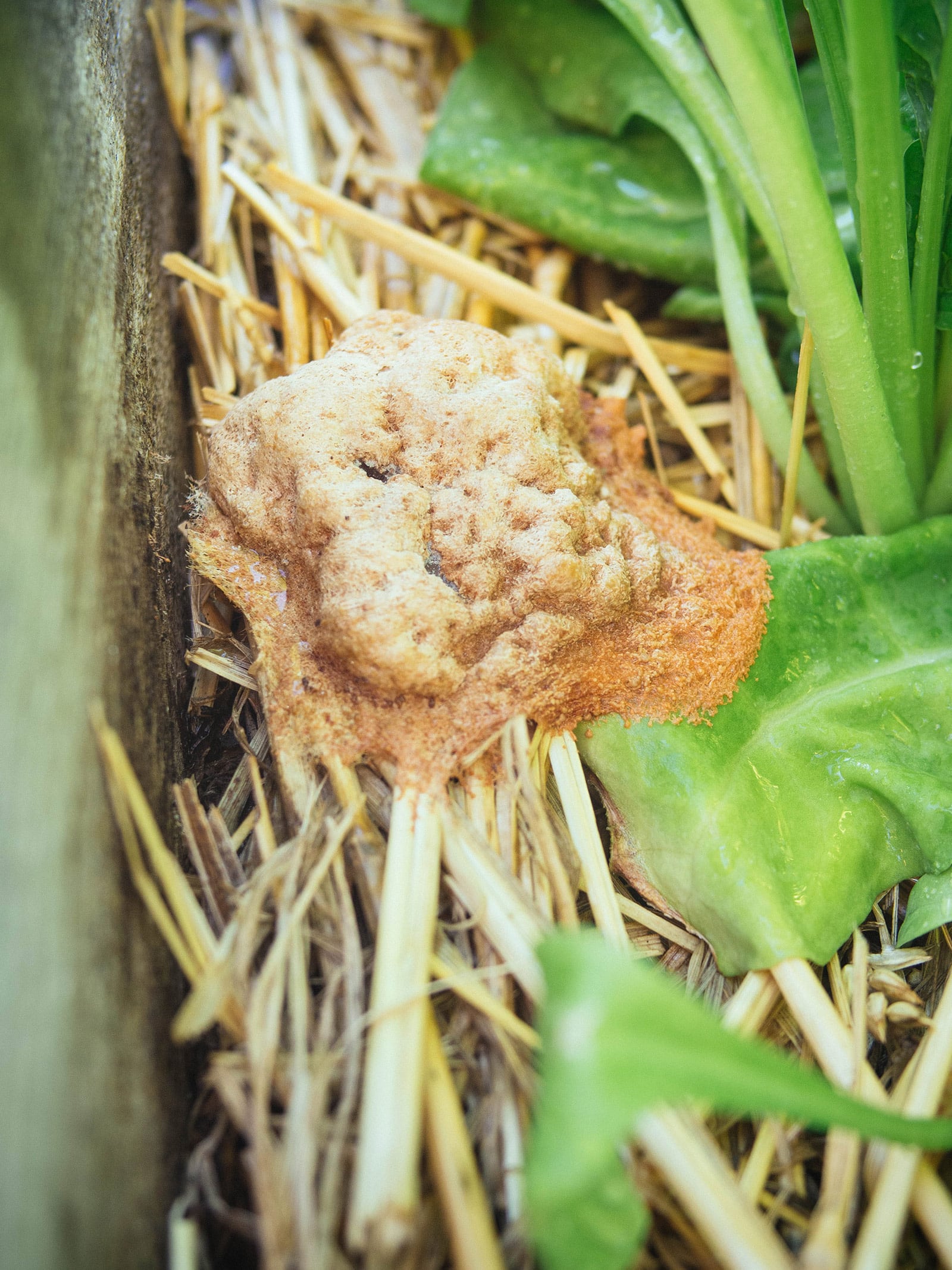 The Weird Slime Mould in Your Yard – Yard Betty