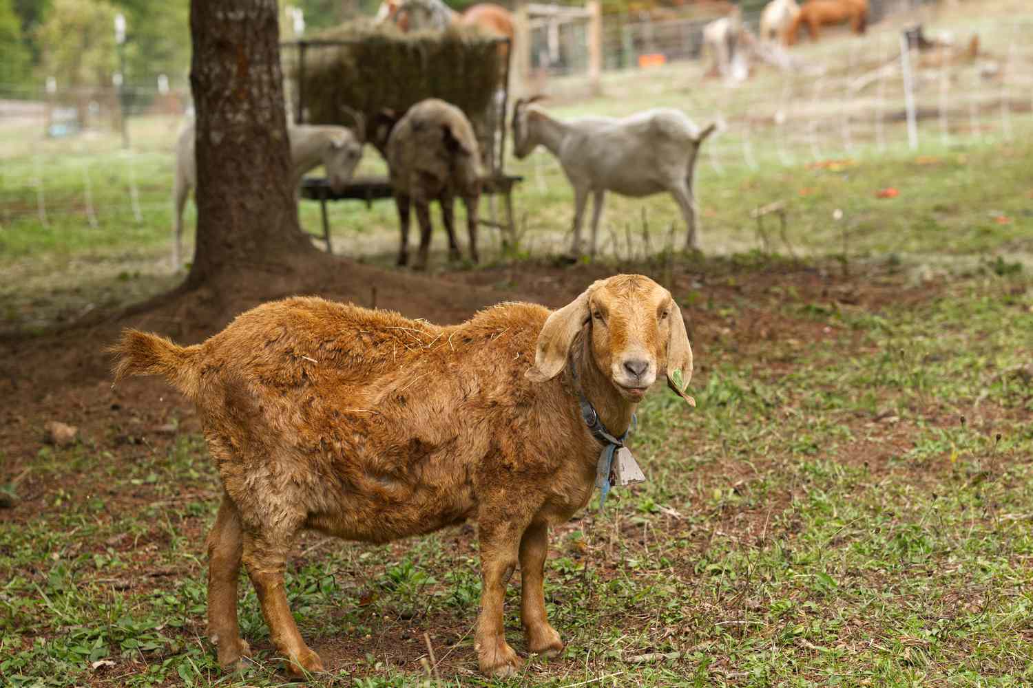 Straightforward strategies to Feed and Generally tend Goats on Small Farms