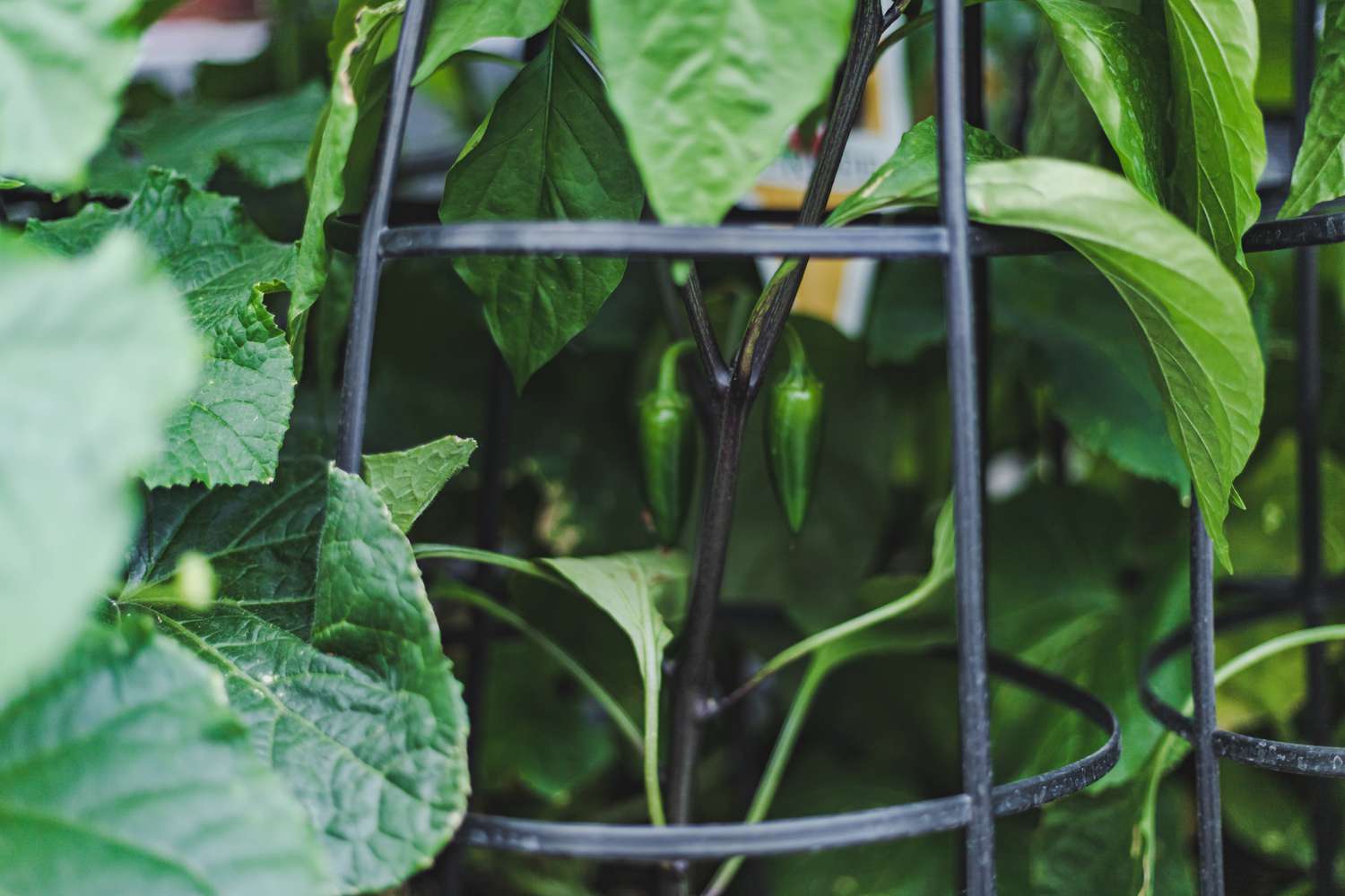 32 Companion Crops to Develop With Your Peppers