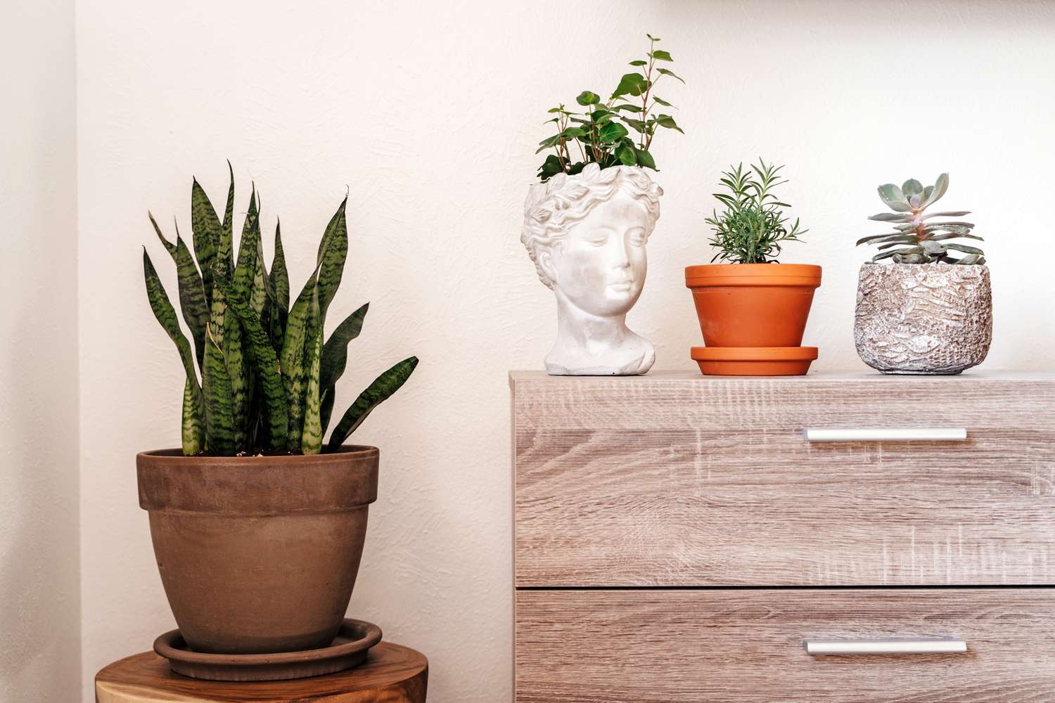 20 Best Indoor Vegetation for Rookies