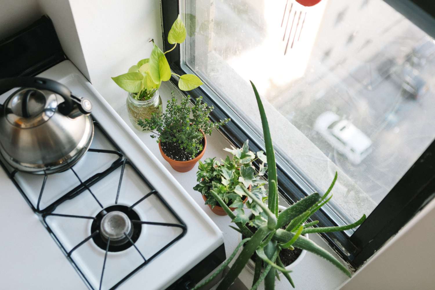 14 Window Crops to Brighten Your Views