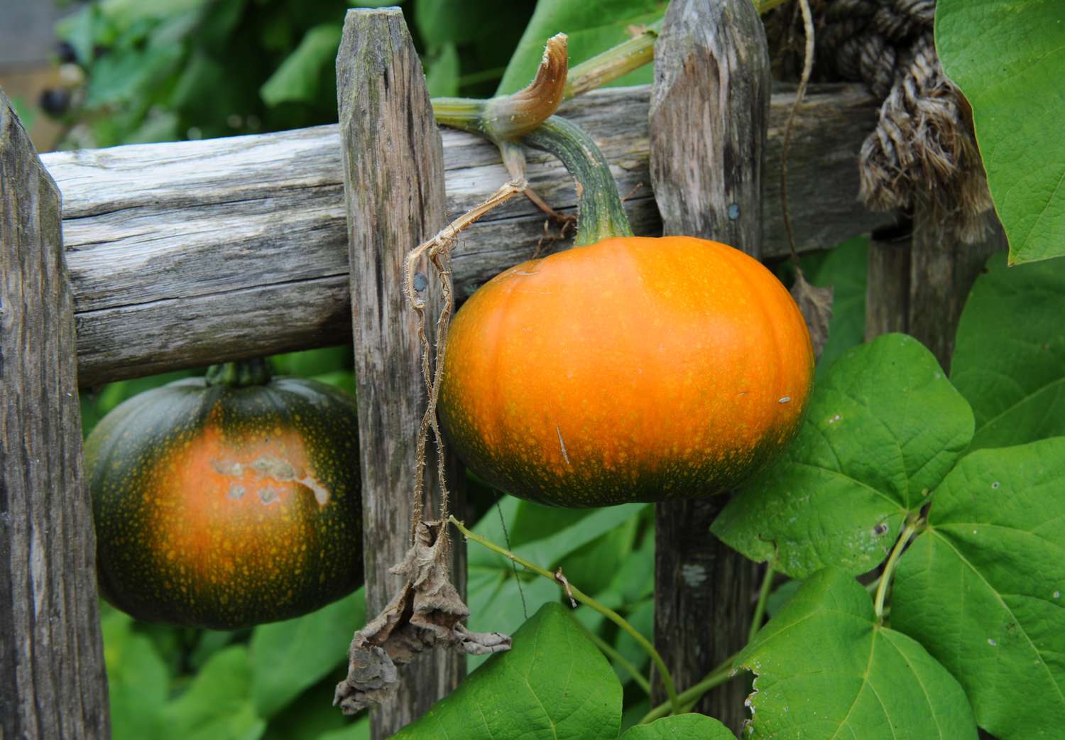 How one can Harvest and Retailer Winter Squash and Pumpkins