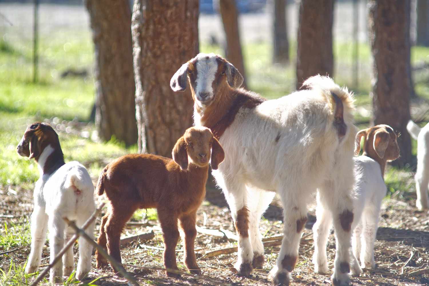 The proper approach to Elevate and Preserve Baby Goats