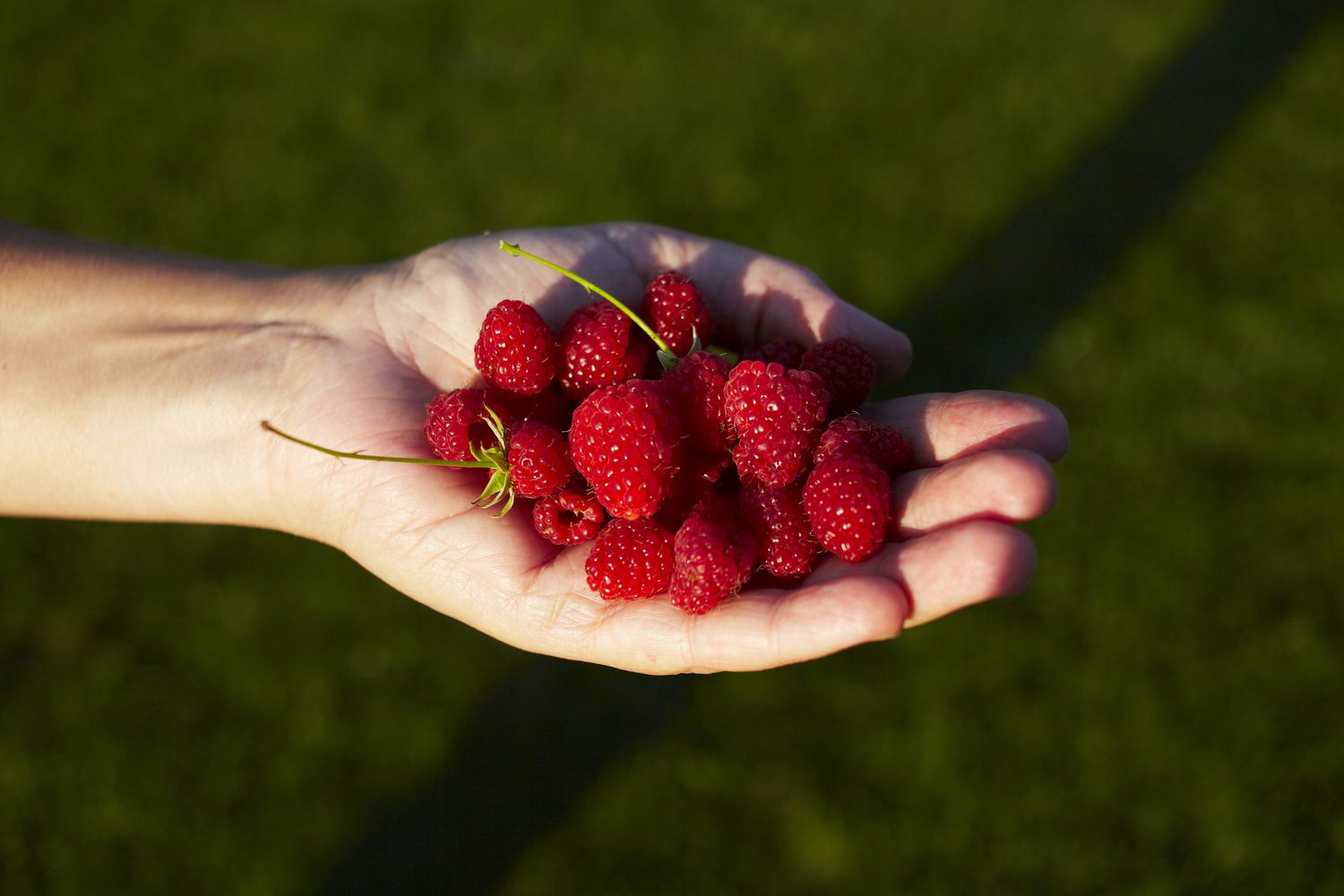 August Jobs in My Forest Yard