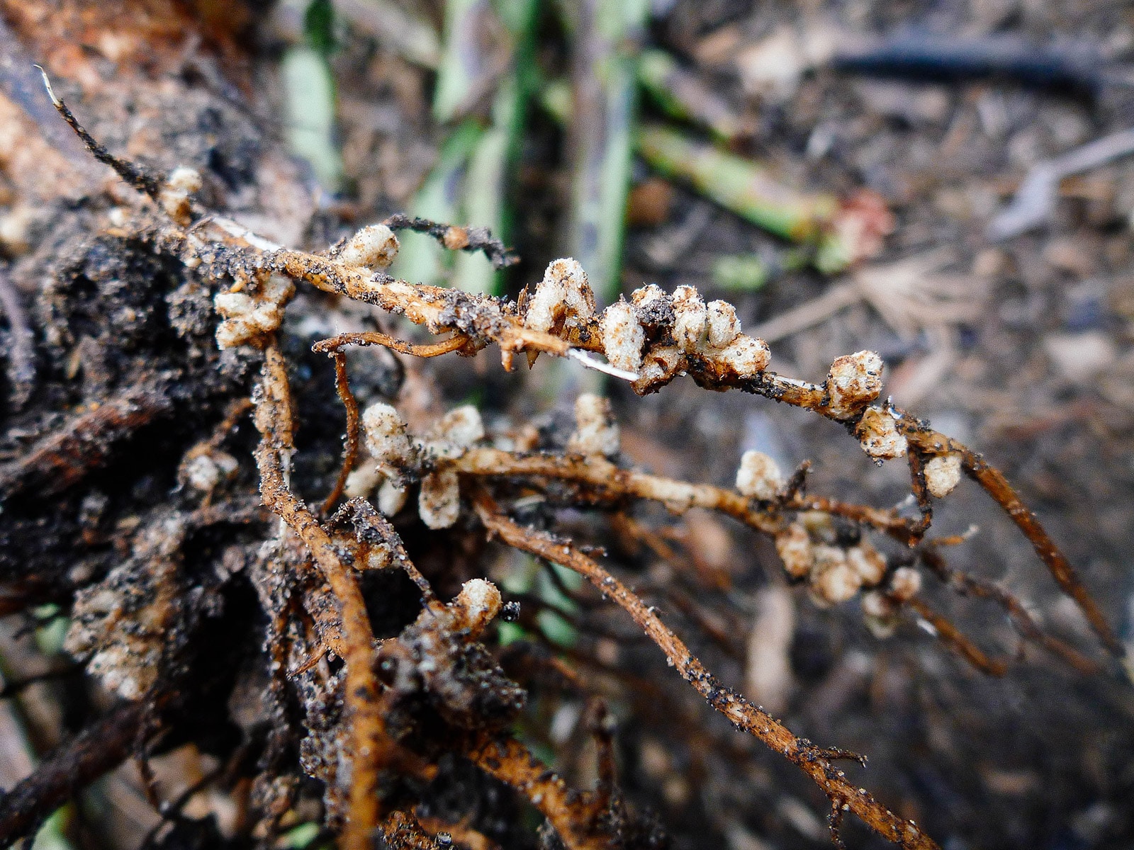 How and Why You Should Inoculate Peas and Beans With This Useful Micro organism – Yard Betty