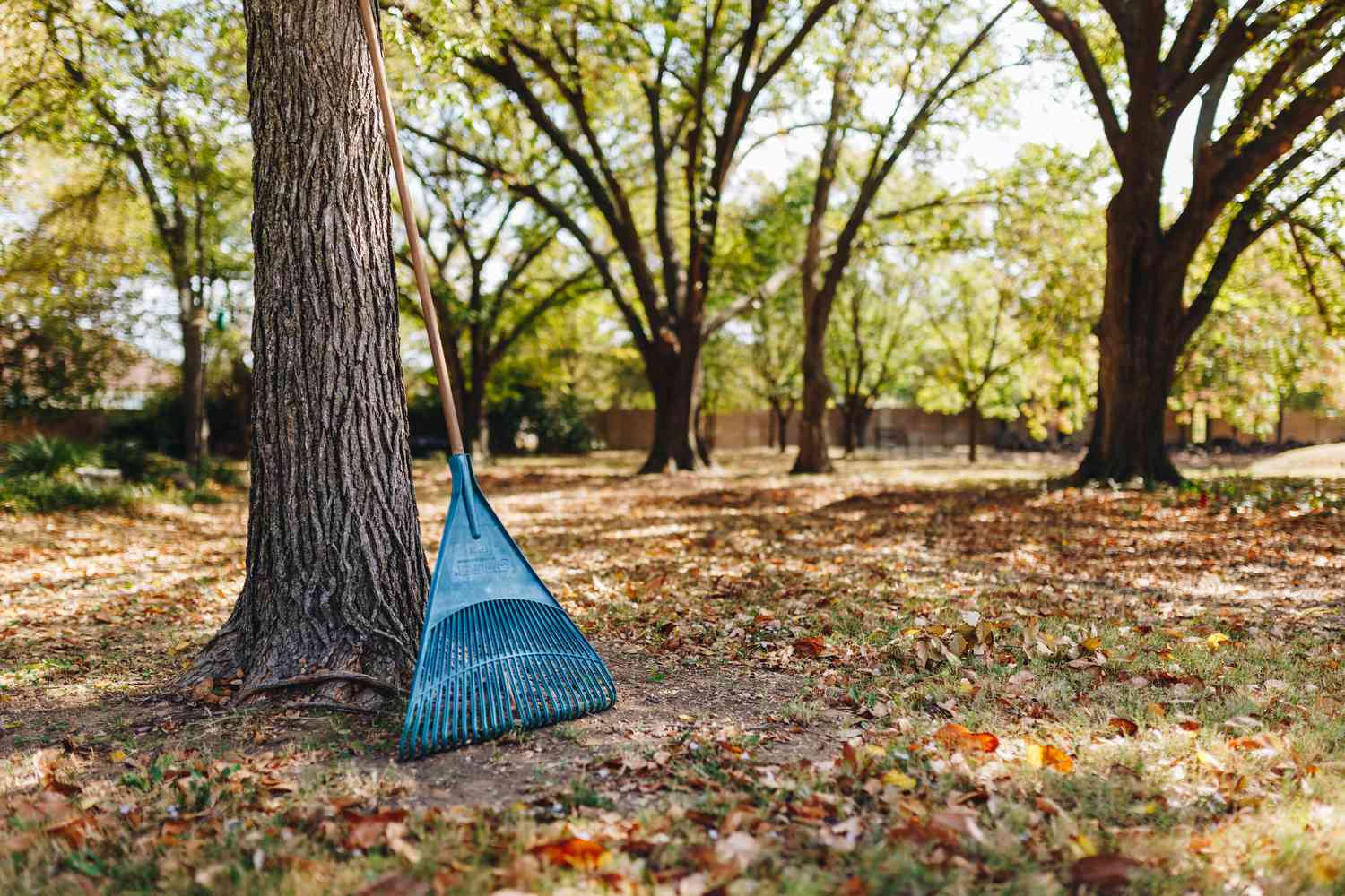 Skip the Rake and Depart Leaves for a Healthful Yard