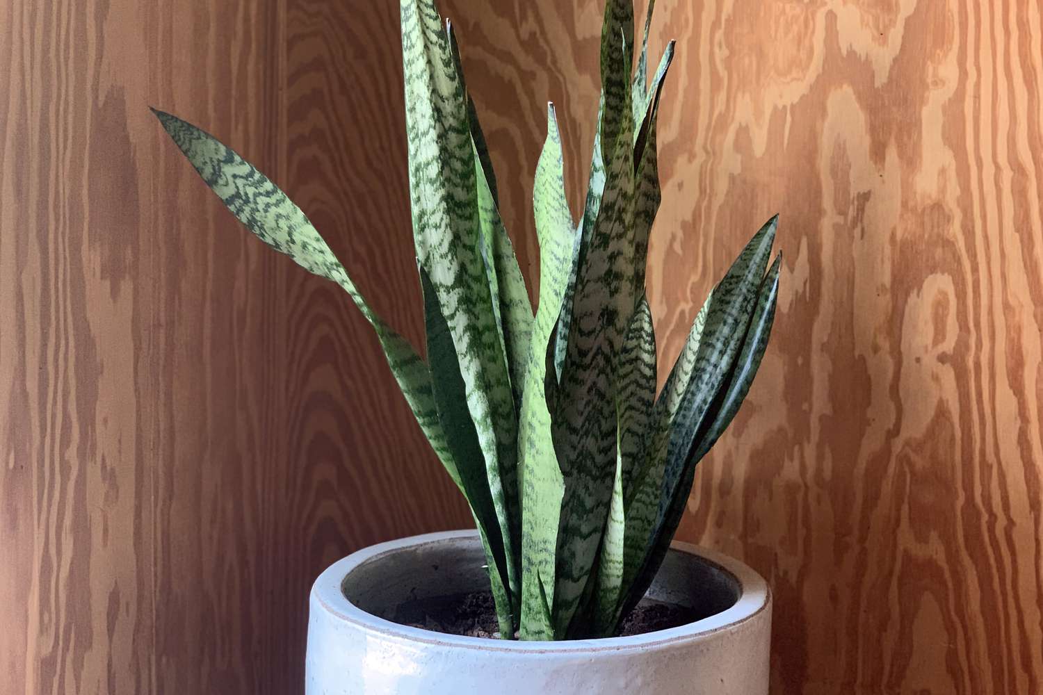 15 Indoor Vegetation That Can Cope with Low Gentle