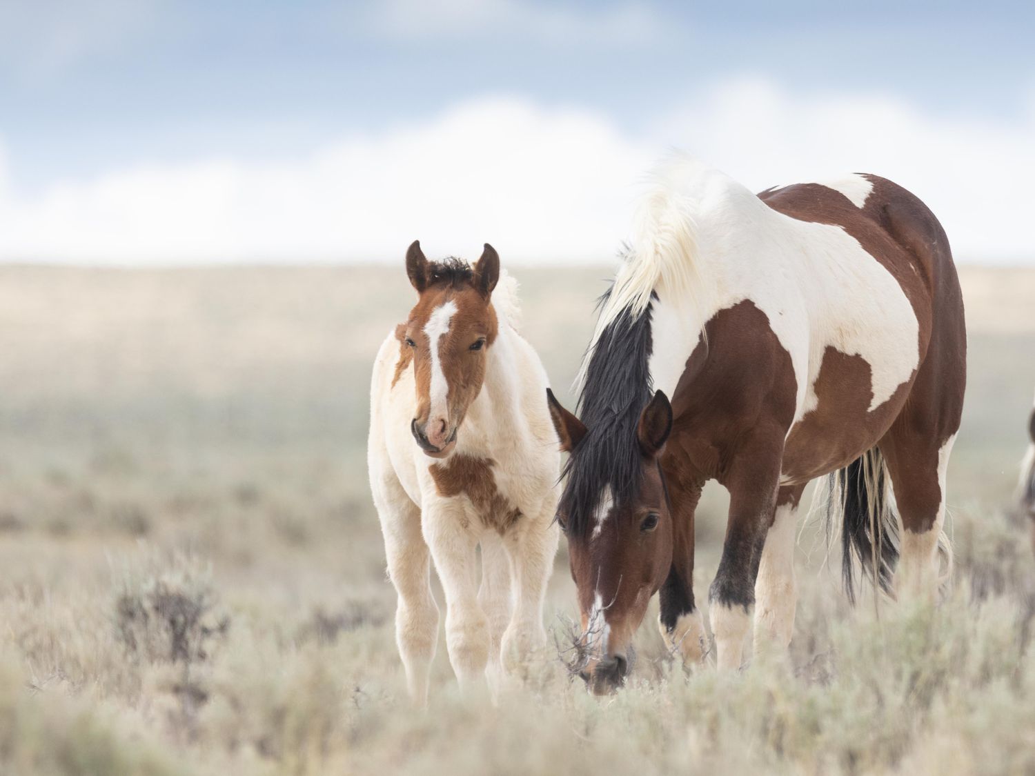 Why Do Horses Want Horseshoes?